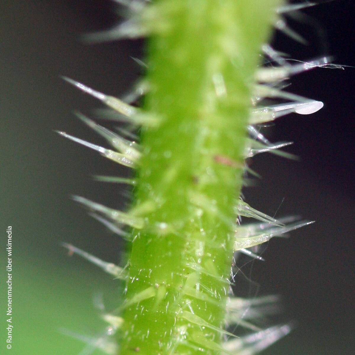 Urtica dioica
