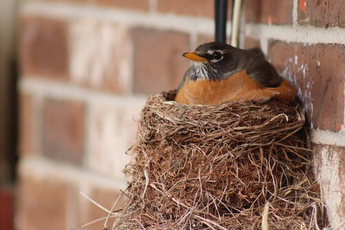 Close up bird perching nest