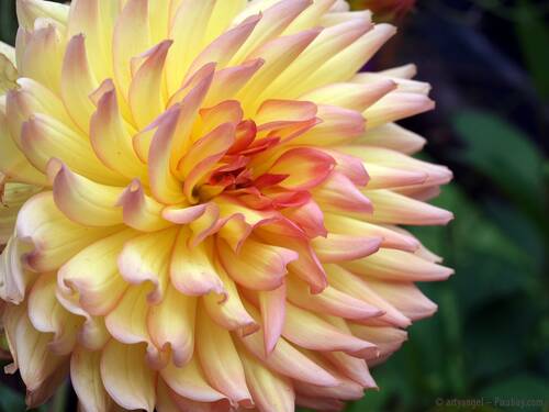 Pixabay dahlia 2753108 CC0