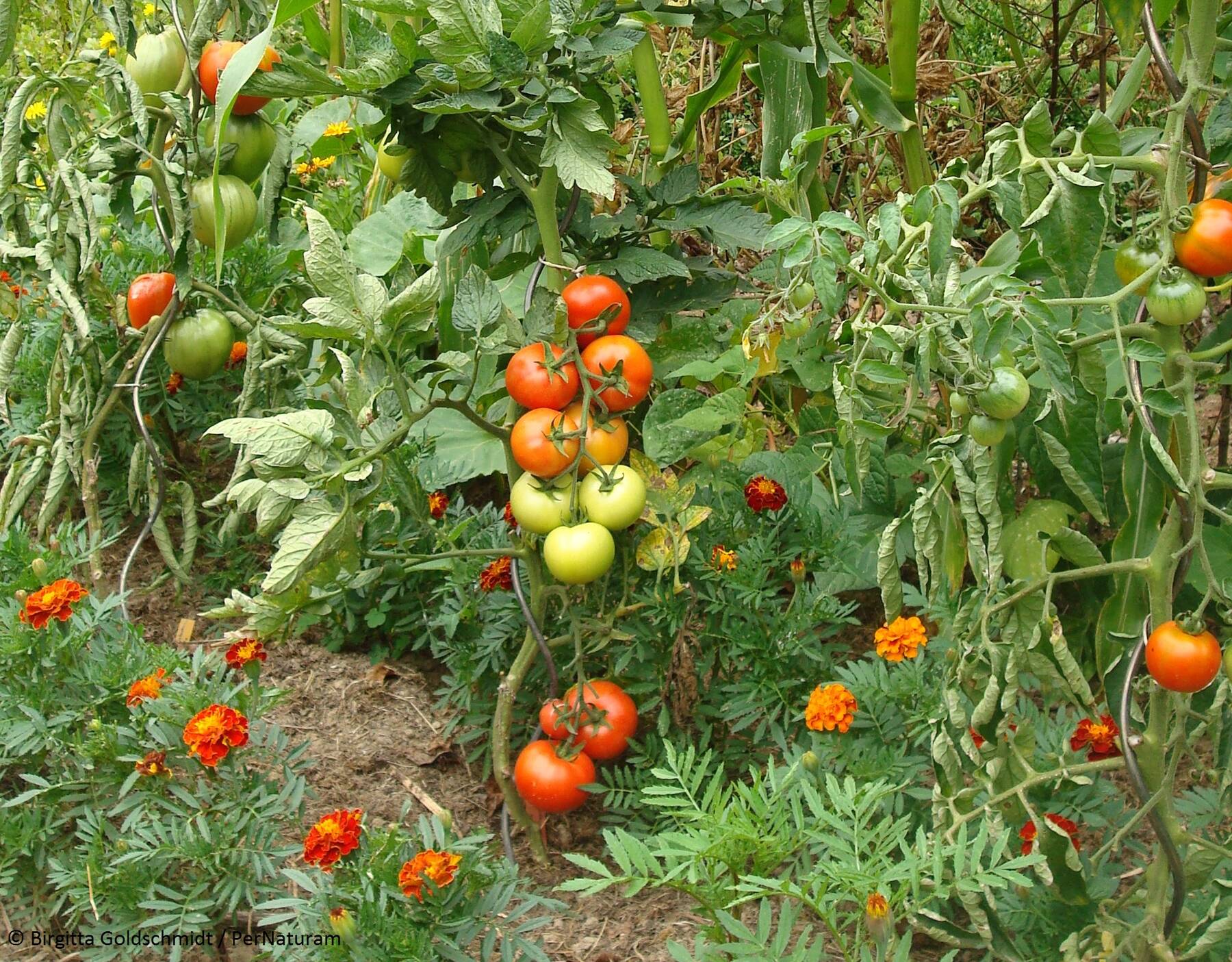 BG Tomaten