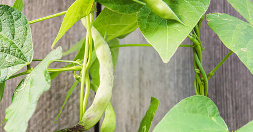 Selenium bean pods garden selective focus food