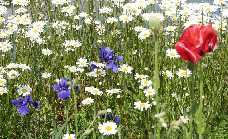 Blumenwiese