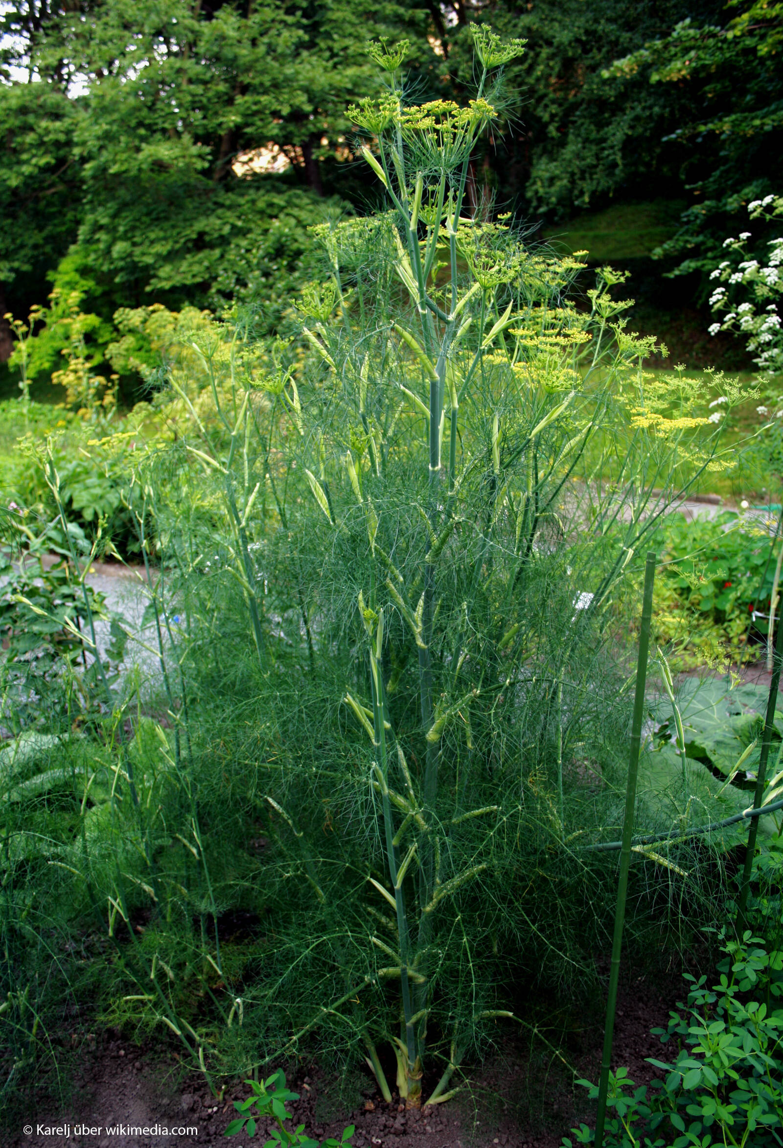 Foeniculum vulgare prg 1 © 