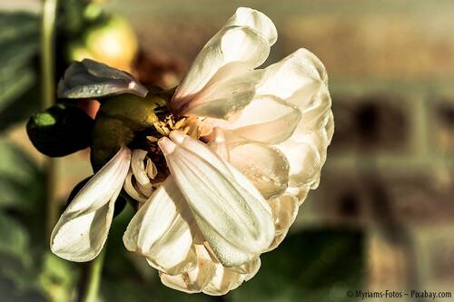 Pixabay dahlia 1638699 CC0