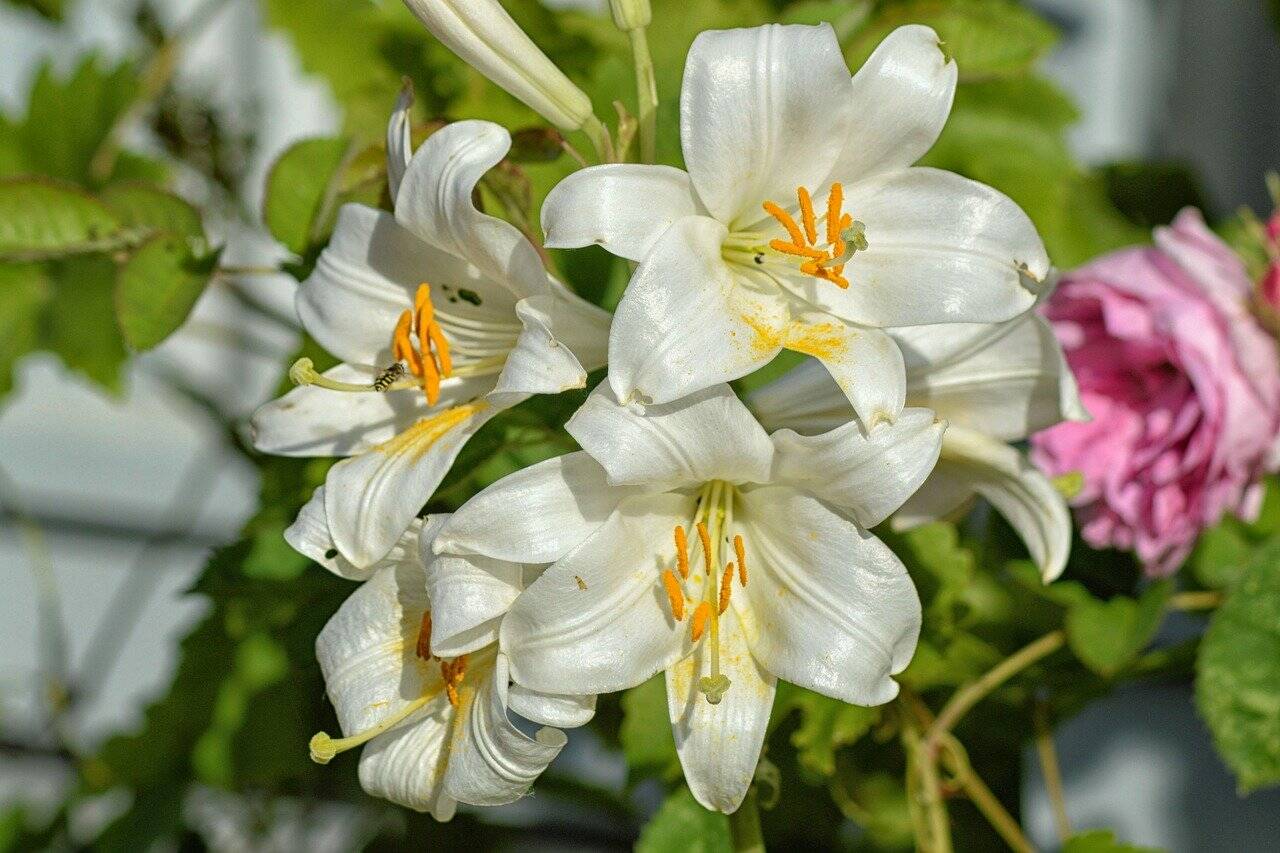 Pixabay lilies 1479094 