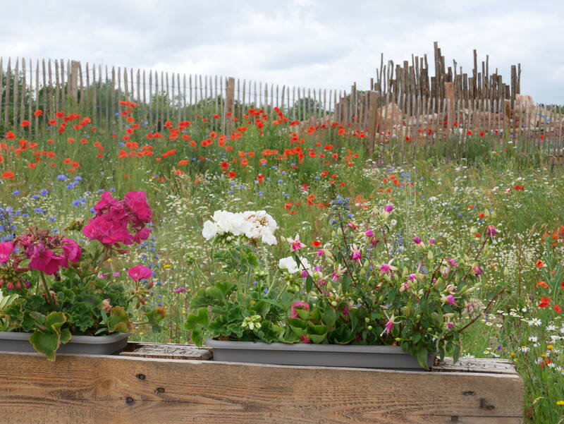 Blumenwiese mit Theater im Hintergrund