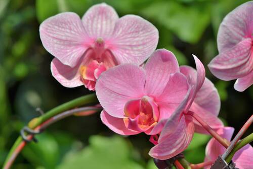 orchids, flowers, petals