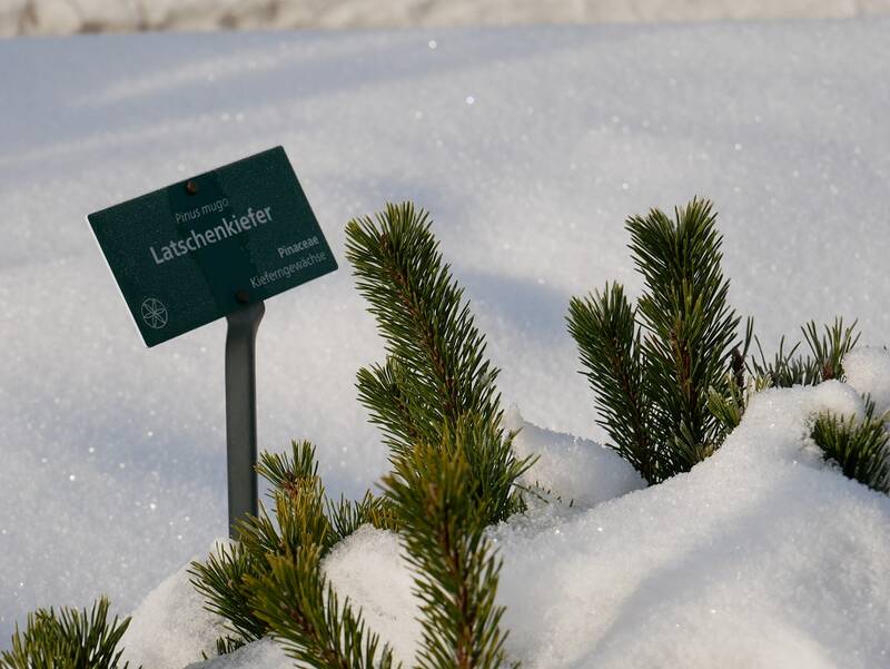 Latschenkiefer im Schnee