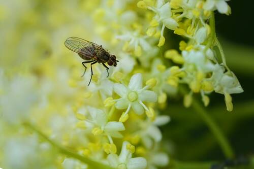 Pixabay insect 3403632 © Schwoaze