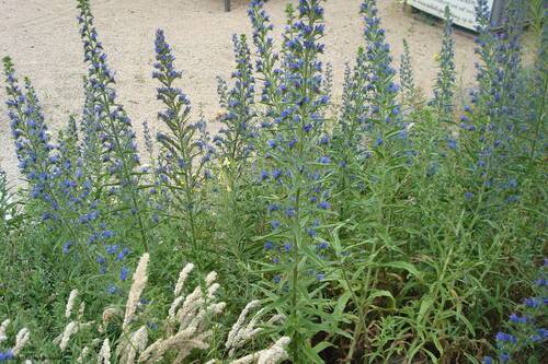 BG Echium vulgare 1