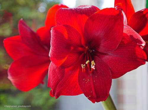 Pixabay amaryllis 3001669