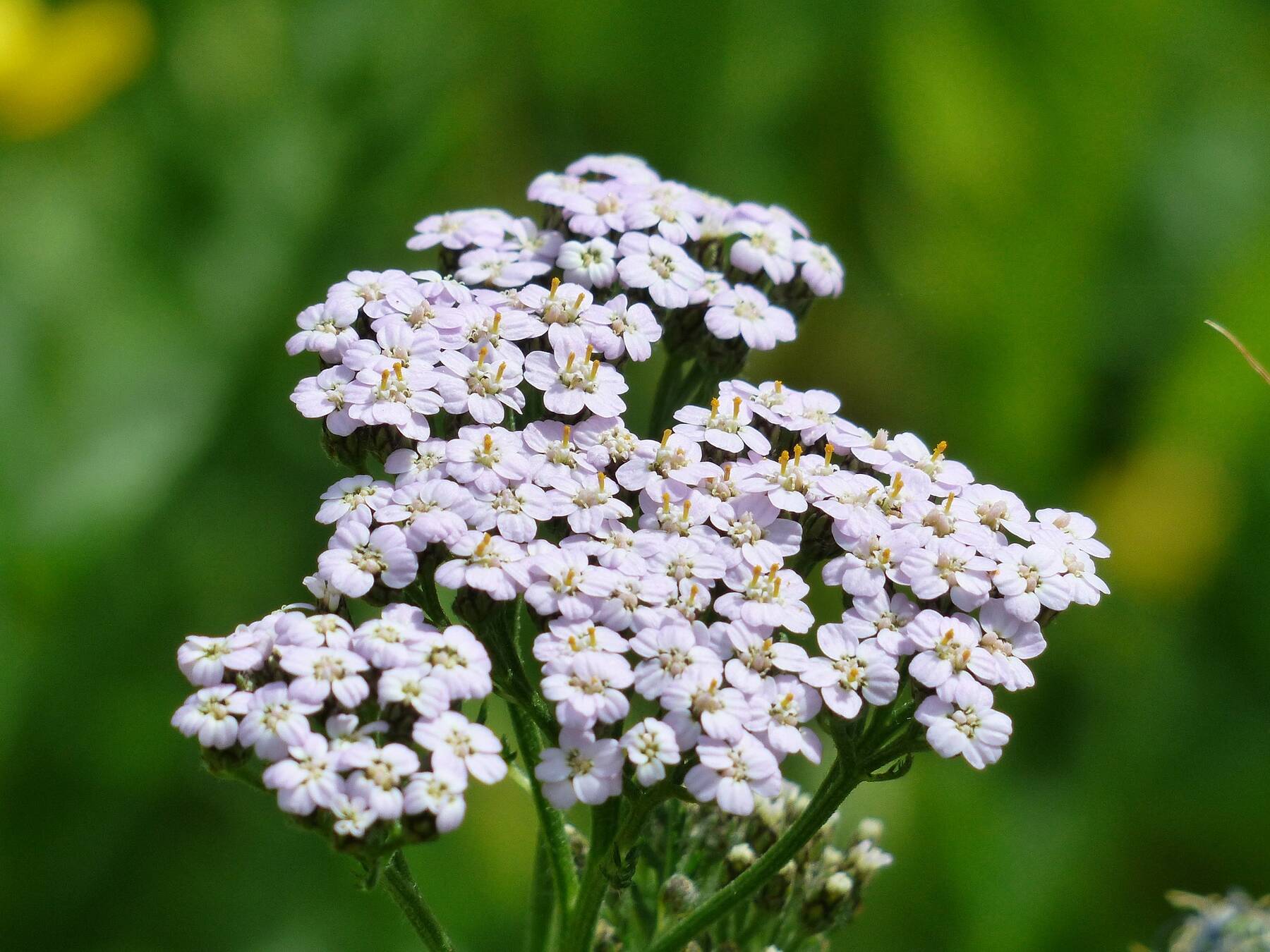 PerNaturam Schafgarbe