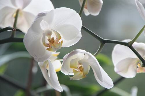 orchid, flower, nature