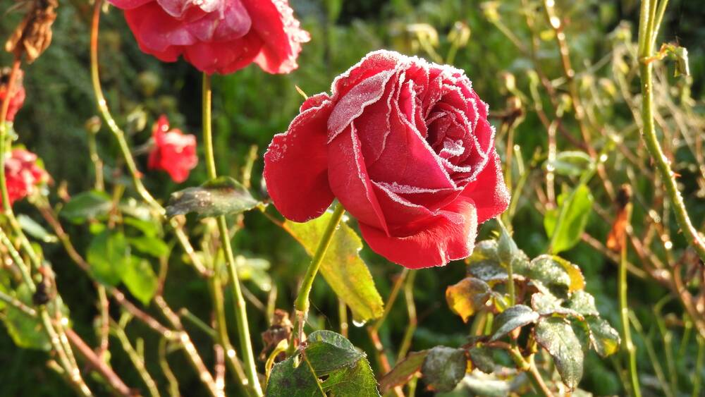 Rosen
