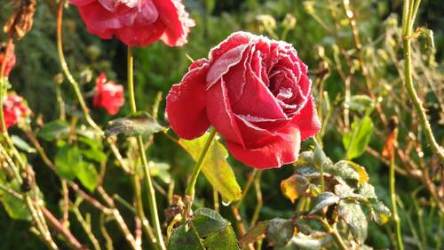 A rose blossom with white frost on it in the morning sun