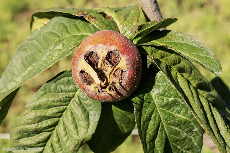 Wildobst – Eine Bereicherung für Ihren Garten