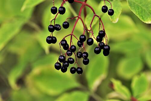 Pixabay elder 2730263 © HOerwin56