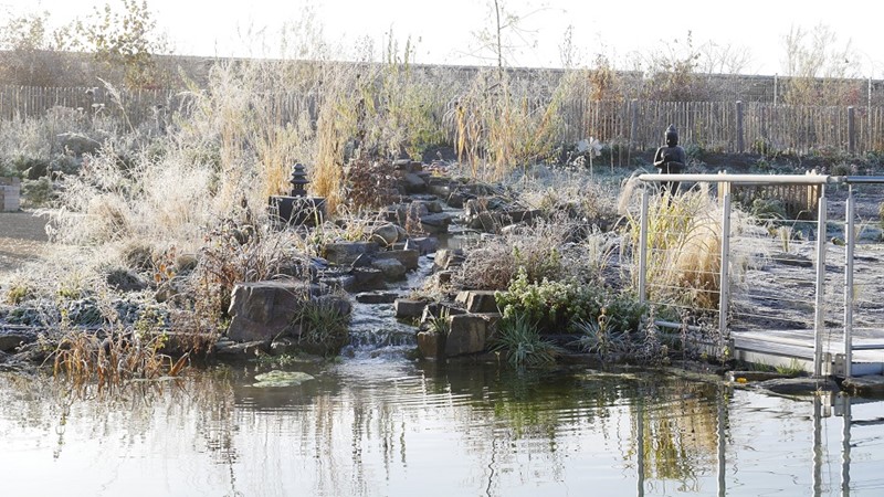 Teichlandschaft, erster Frost November 2021