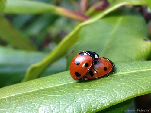 Pixabay ladybird 477482 CC0