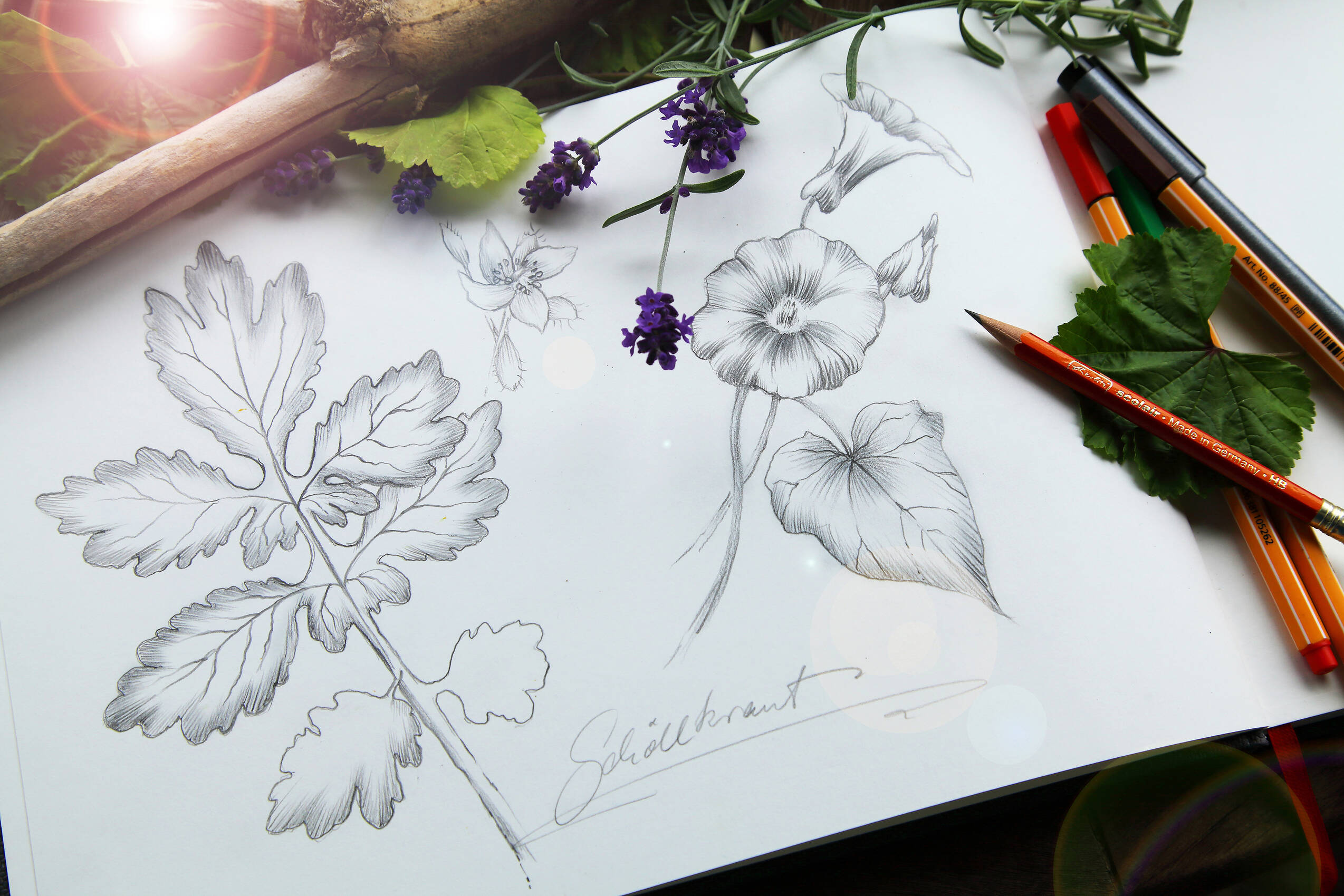 IMG 4982 Skizzenbuch Natur Foto Claudia Westermayer