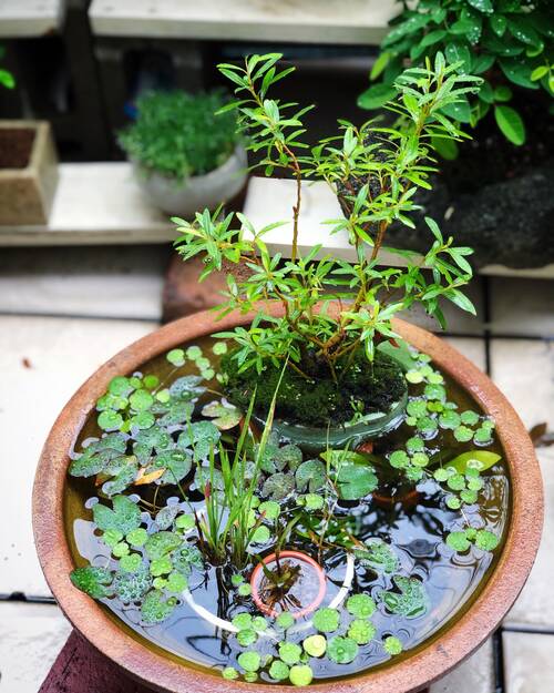High angle view potted plant table