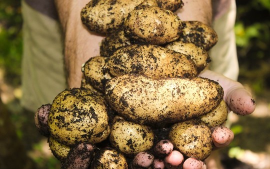 Kinder pflanzen Kartoffeln