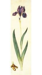 Wikimedia iris germanica Ausschnitt