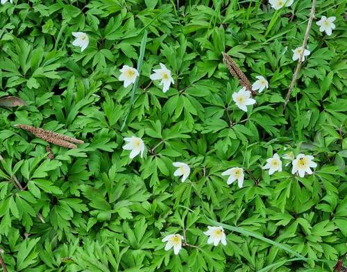 Buschwindroeschen