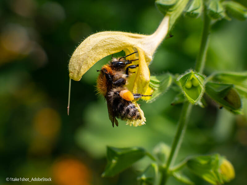 ausblicke-und-rueckblicke/faszination-wildbienen