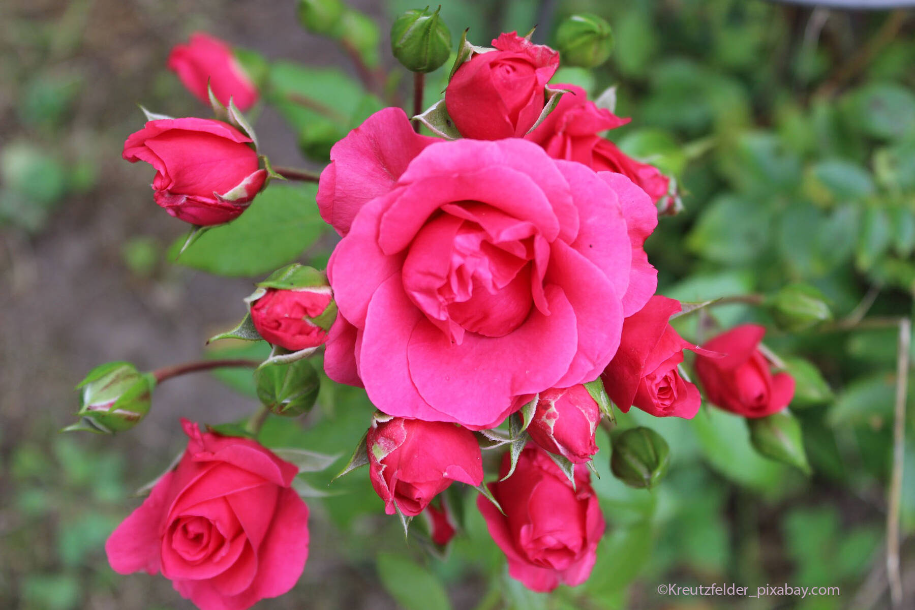Roses 3667791 1920