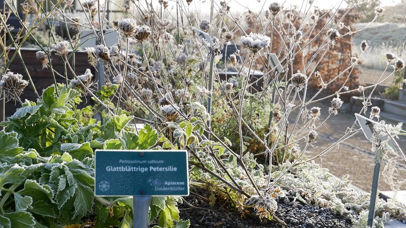 Petersilie und Wilde Möhre, erster Frost November 2021