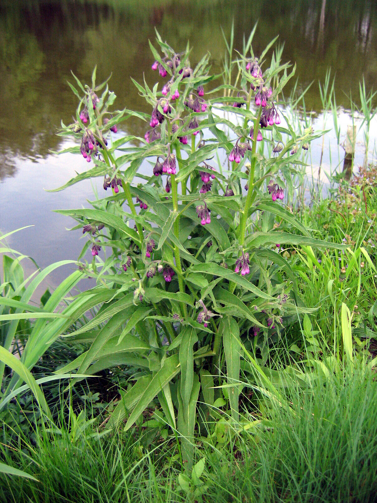 Symphytum officinale