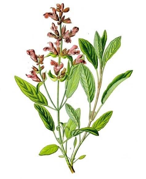 Salvia officinalis