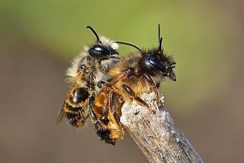 nature, spring, wild bees