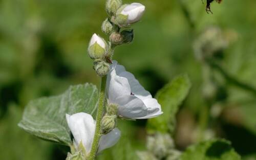 Wikimedia Althaea officinali Eibisch