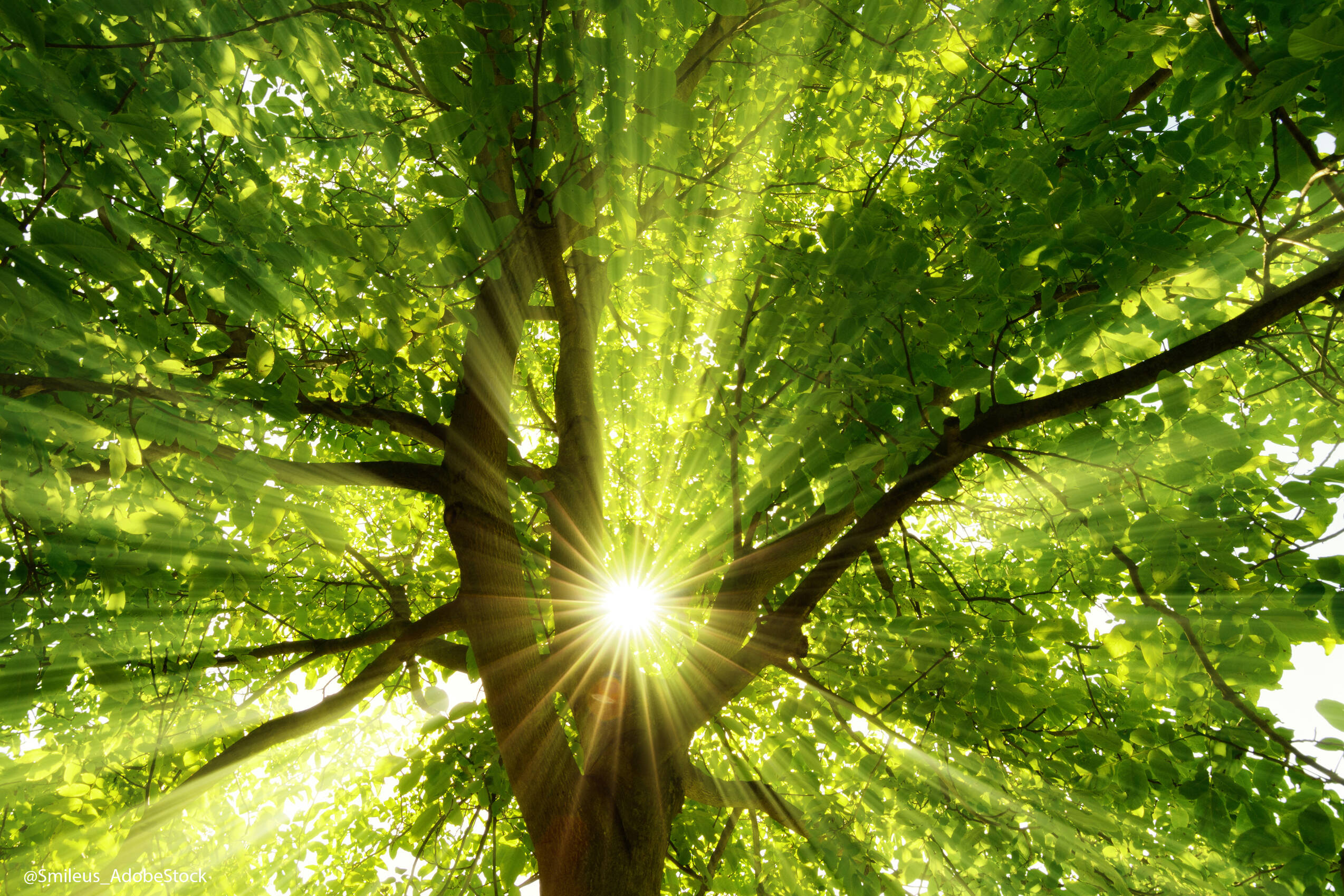 Baumwanderung AdobeStock Baum Licht 63191494©Smileus Kopie