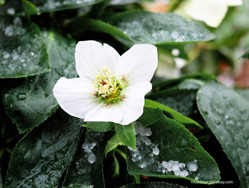 Pixabay christmas rose 1177713