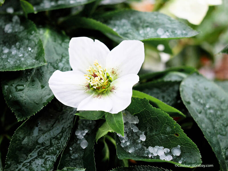 Christrosen blühen mitten im Winter