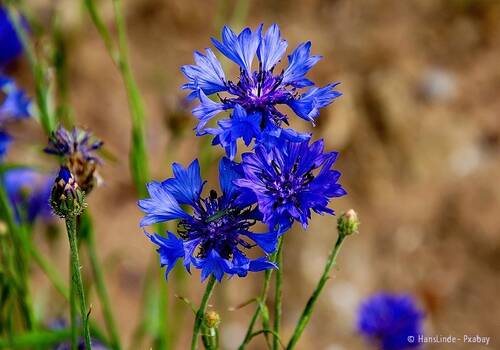 Pixabay cornflower 5363275 1280 © HansLinde mCR
