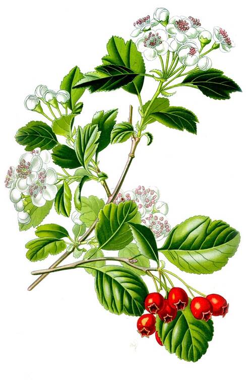 Wikimedia Illustration Crataegus laevigata