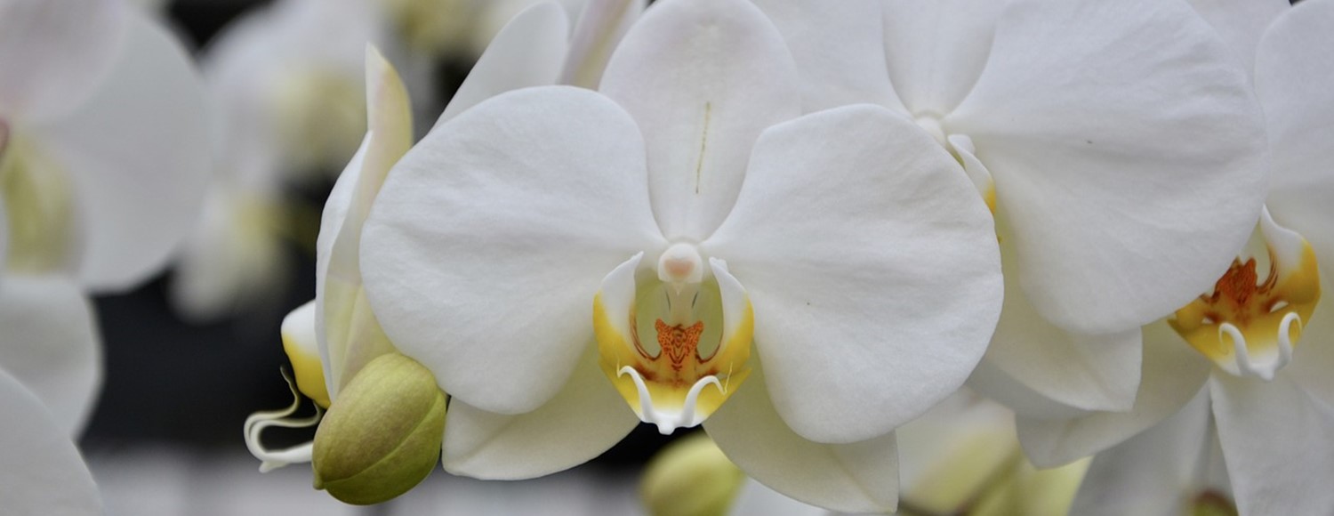 Orchidee_3265980