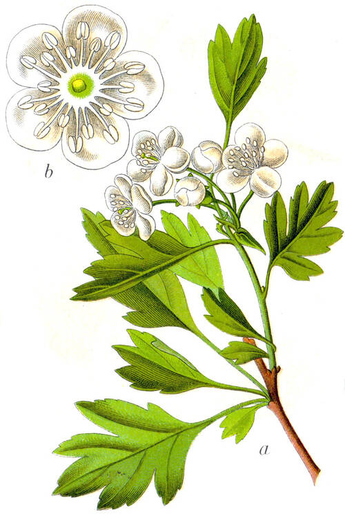 Crataegus monogyna Sturm 08004