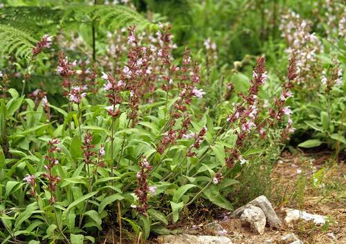 Wikimedia Salvia spec LC0058