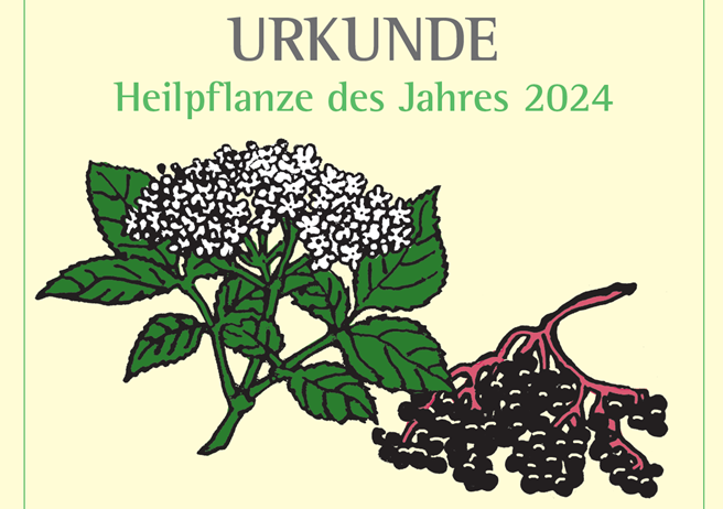 Heilpflanze des Jahres 2024