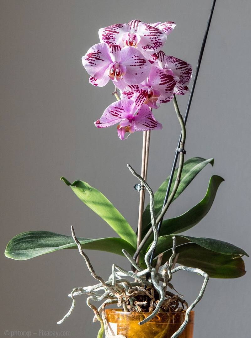 Orchideenpflege
