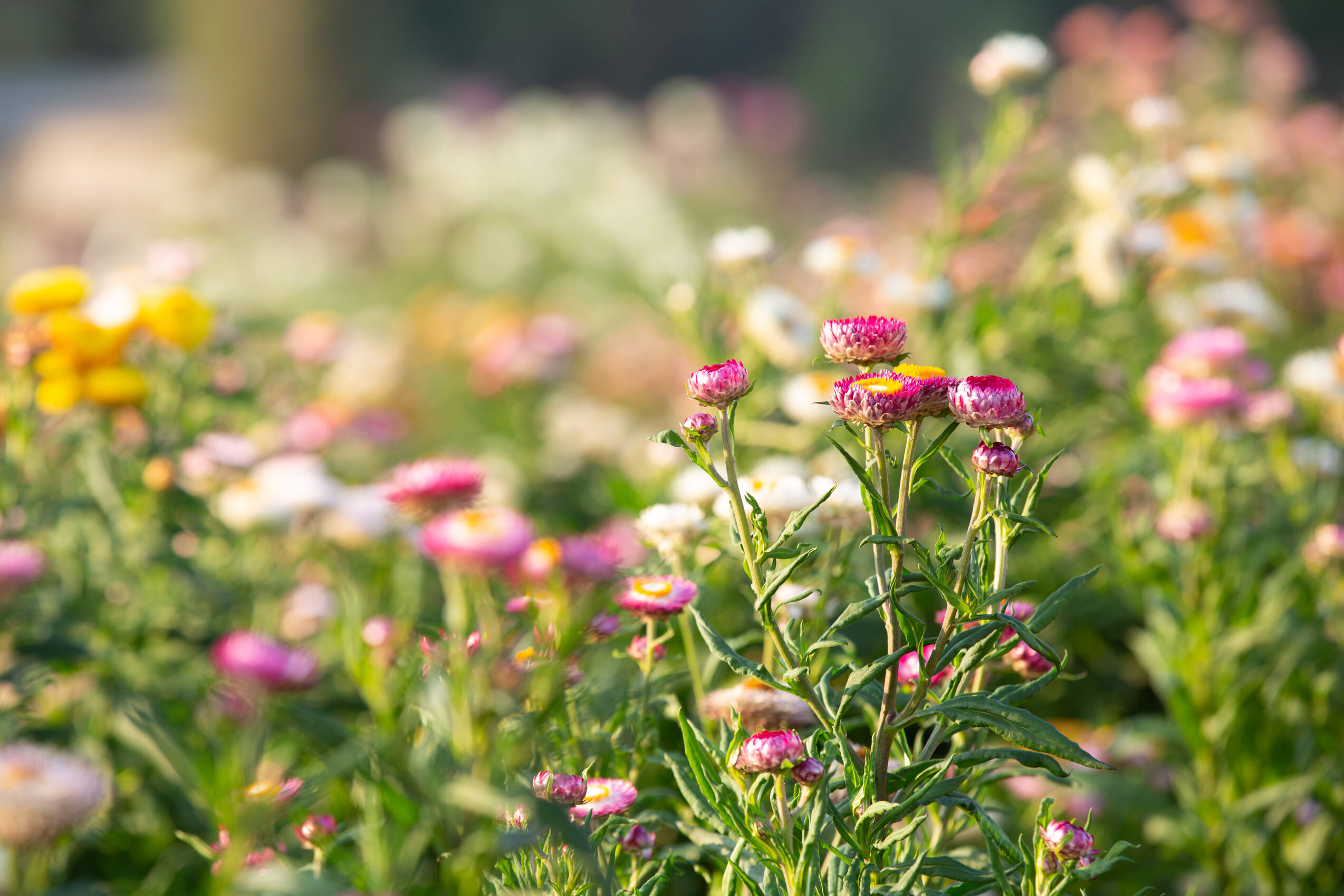 Beautiful colorful flower background
