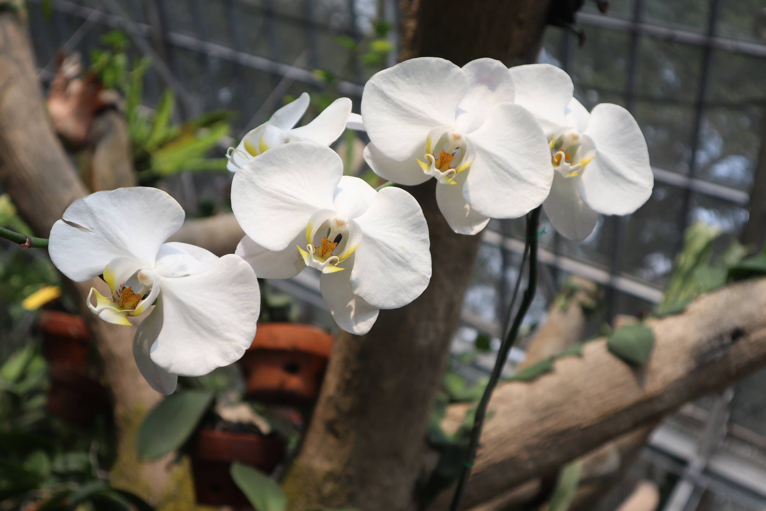 Moon orchid flower phalaenopsis amabilis puspa charm flowers that are blooming