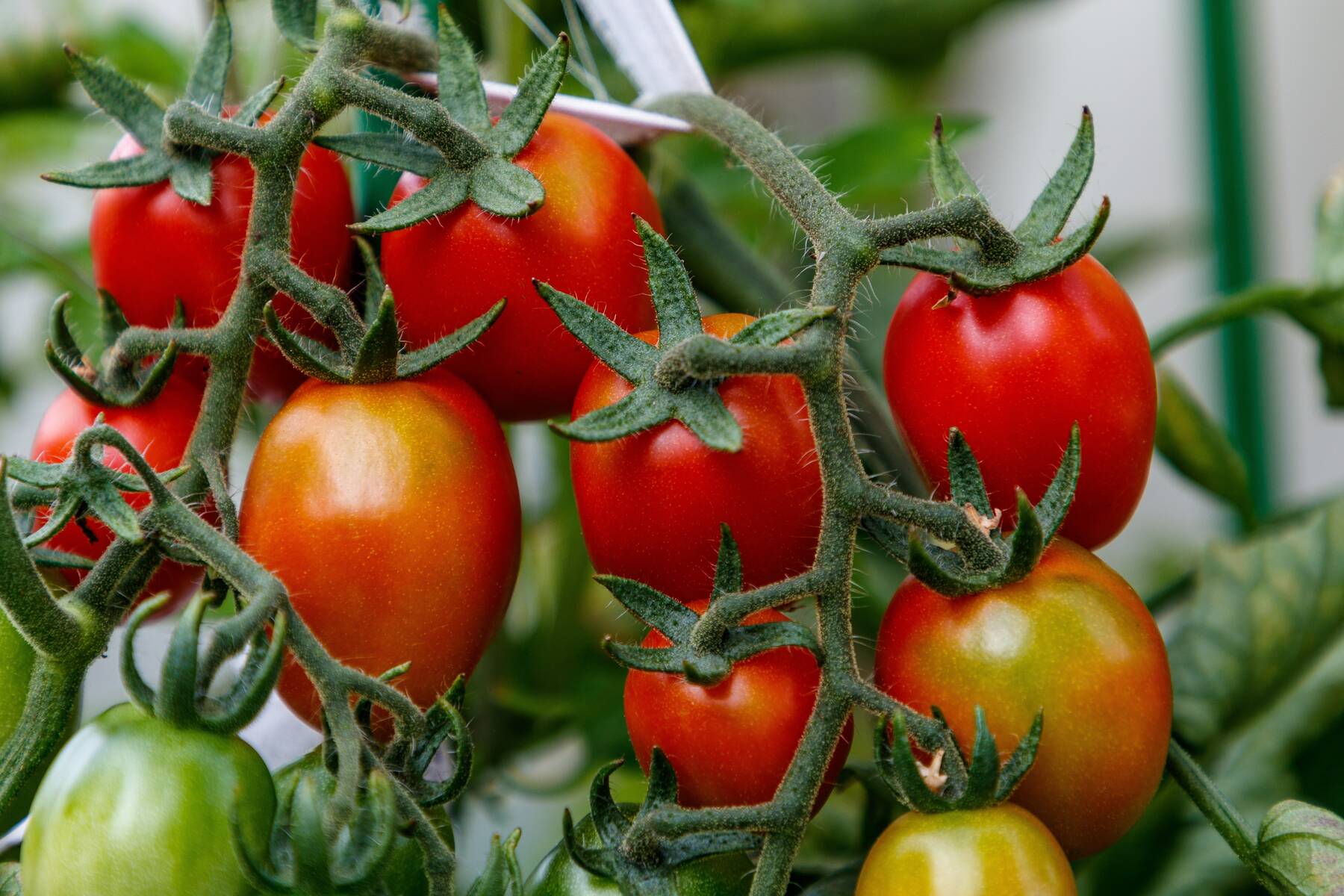 tomatoes, vegetables, garden