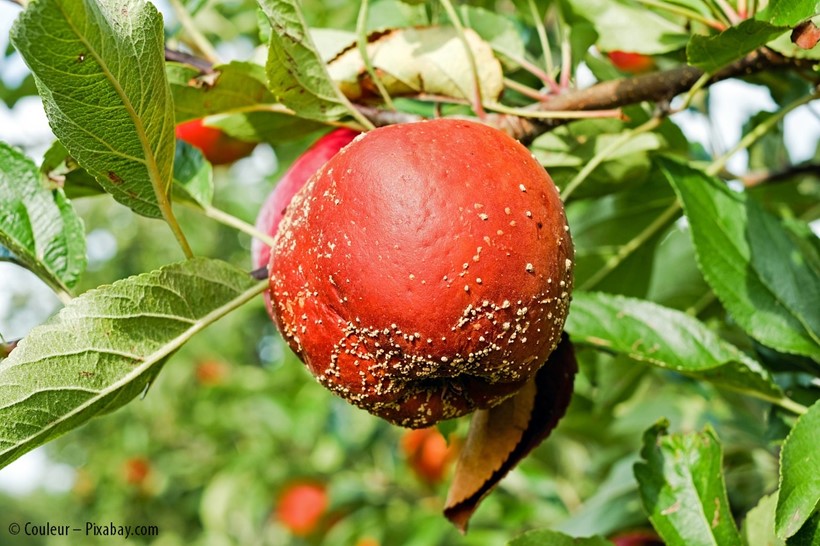 Apfel mit Pilzbefall