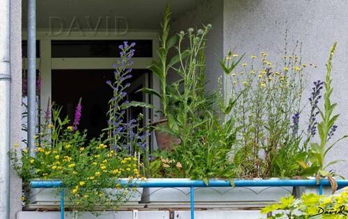WD naturgartenbalkon 3